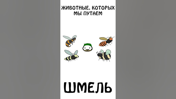 А вы знаете как выглядит шмель?)) #академияброкколи #shorts #анимация #шортс #животные #шмель