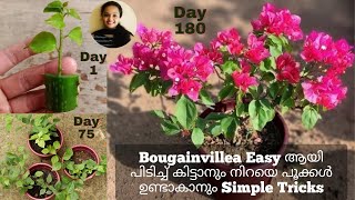 Bogainvillea Plant Malayalam|Bougainvillea Flowering Tips|Bogainvilla Plant Propagation Malayalam