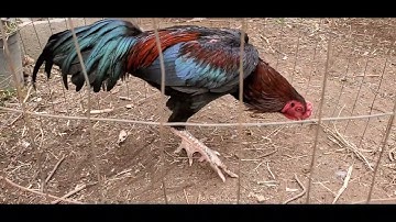 Update qaib mos qaib Simba Pama 03/05/2022