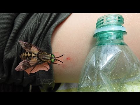Видео: Ухапване от муха и конска муха - последиците от ухапването и неговото лечение