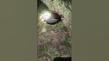 Beauty Lesser whistling duck: Bird walking night time_ Bird​ | Part74#animals #birds #organic #farm
