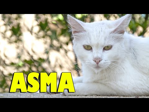 Vídeo: Gatos E Asma: Qual é A Conexão?