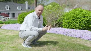 Large Patch in Zoysia What It Is and When to Treat It