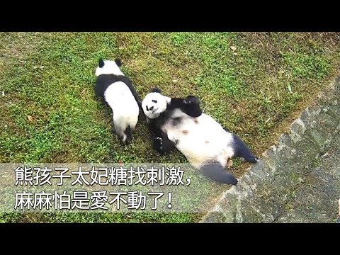 《熊貓早晚安》熊孩子太妃糖找刺激，麻麻怕是愛不動了！ | iPanda