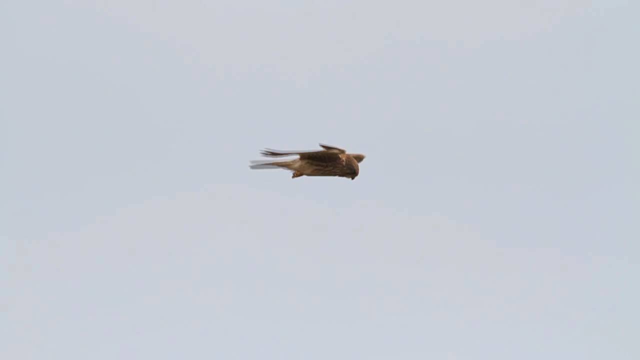 dslr video tips Kestrel, Isle of Man. HD video