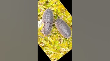 Clear your garden of Sowbugs and Pillbugs #sowbug #pillbug #pillbugs #sowbugs