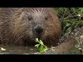 Beavers in Munich, Beaver Babies in Lodge