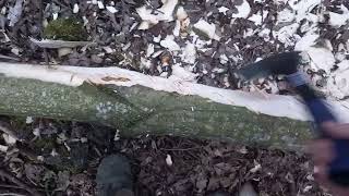 No 133. A little update on log trimming. by Where's David-Paul, my ADHD life? 22 views 1 month ago 10 minutes, 14 seconds