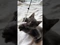 生後2ヶ月の子猫と遊ぼう! #子ネコ #cat #猫 #kitten #shorts #shortvideo #healing #foryou #cute #かわいい #癒し #cats