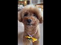 トリミングに行ったら激カワな犬に大変身 #shorts