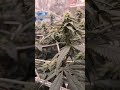 DSS X GM wk 5 🌼 #420 #grow