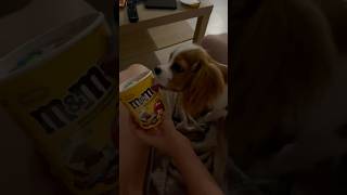 Ice cream fur me pls #cavalierkingcharlesspaniel #pup #cuteanimals