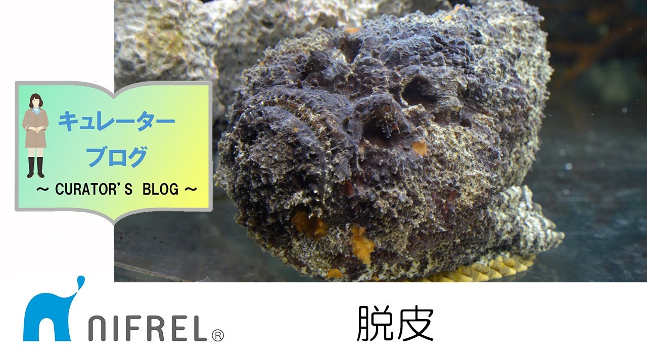 脱皮 ニフレルをさらに詳しく ニフレル 脱皮 ニフレルをさらに詳しく ニフレル