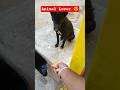 Animal Lover ❤️ Dil Se Pyaar, Bina Shart 🐶🐕 #AnimalLover #DogShorts #ViralShorts