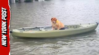 Full Jersey Shore Dog Kayaks Down Flooded Street During Nor’easter Guide