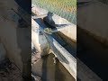 Jian Tobyat рџ Tahuu910 Jian Tobyat рџ Tahuu910