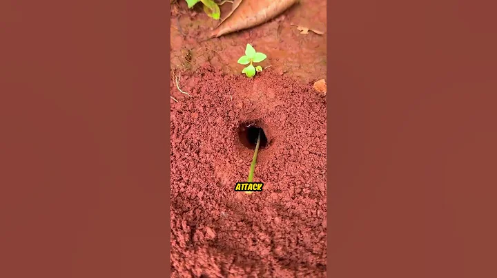 How Chinese Use This Genius Trick To Hunt Bugs With Ants
