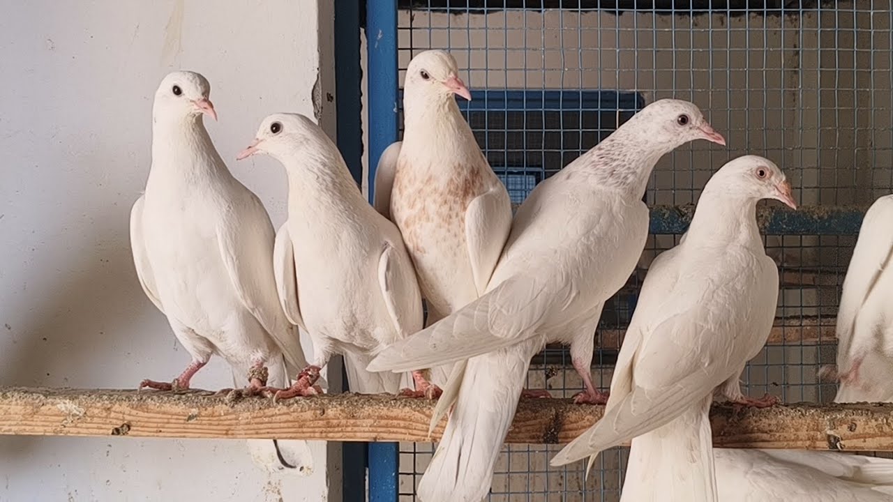 राजन वाले और मीराब वाले और हज़्ज़ार वाली नसल में से 0 कली के बच्चे फॉर सेल कॉल 77400-50710