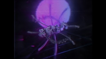 Intro [Zeka] Bored. Cool Or Not ? ft: Braz (C4D)