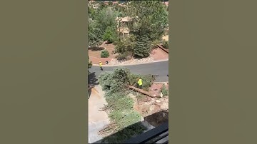 Epic Tree Removal Time Lapse: Watch the Transformation!