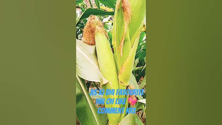 maize harvest in the house garden #trendingshorts #trending #shortsfeed #shorts #maize #harvest