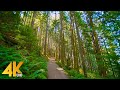 4K West Tiger Trail, Issaquah Area - Virtual Forest Hike with Relaxing Music - Short Preview
