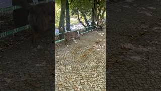 Quem Gosta De Cachorro Comente E Curte