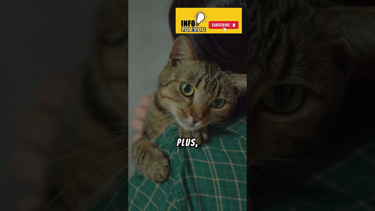 Fakta Menarik Kucing