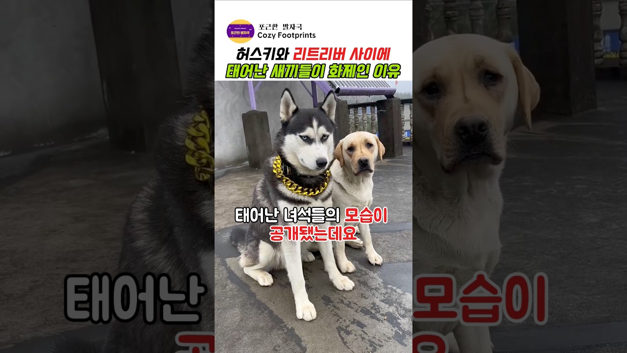 허스키와 리트리버 사이에 태어난 새끼들이 화제인 이유