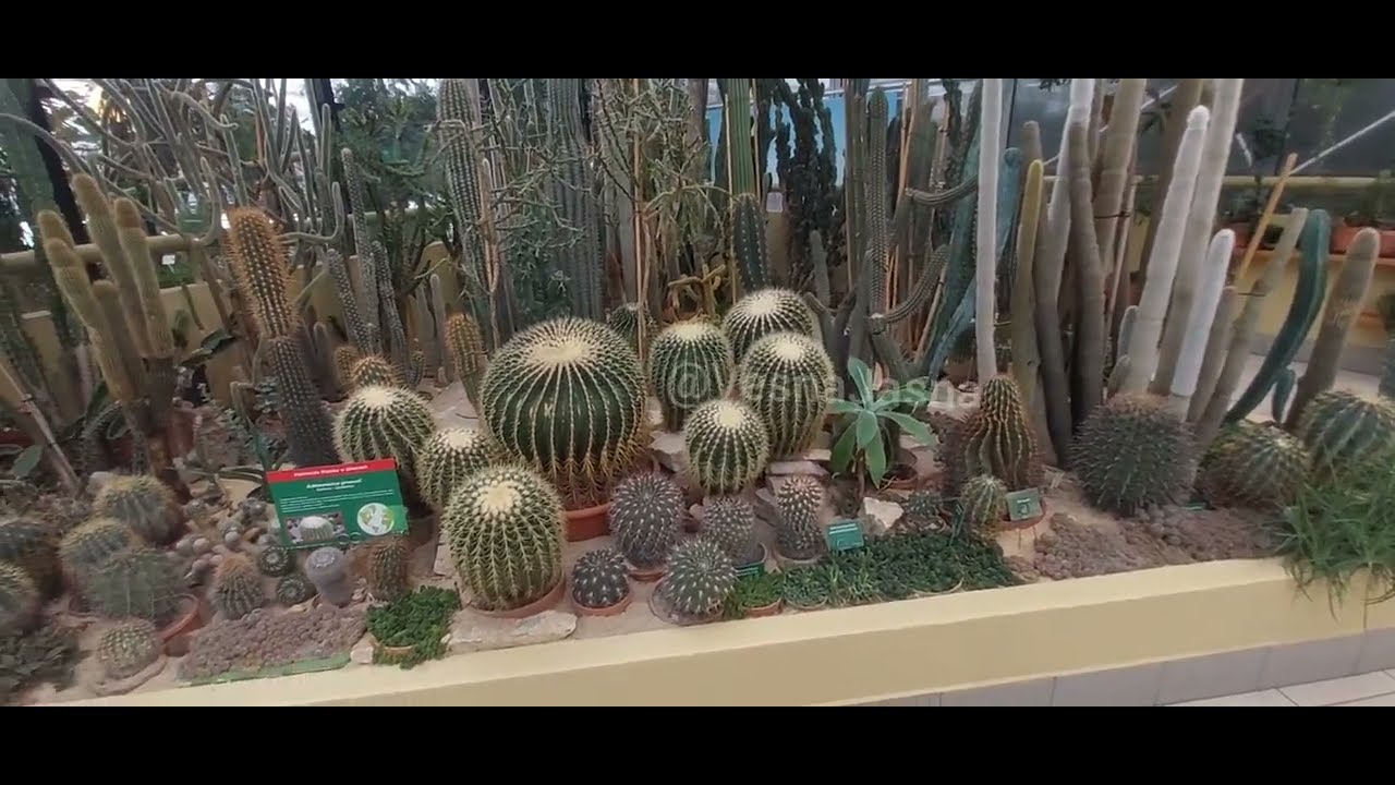 8. КАКТУСЫ .Поездка в оранжерею.