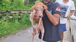 Healing a puppy whose eyes were sealed shut by advanced mange.