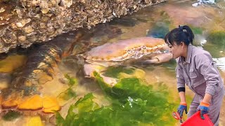 [ENG SUB] Xiao Zhang rushed to the sea  bread crabs and lobsters were captured together  and four s