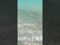 竹富島 コンドイビーチ 海がとってもキレイ GoPro で 撮影 ユーチャンネル in 石垣島 八重山諸島 コンドイ浜