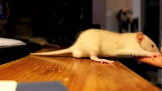 Baby rats learning tricks (spin and paw) by squirrelfry 6,651 views 13 years ago 41 seconds
