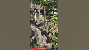 TRIỂN LÃM CÂY CẢNH SIÊU CẤP TẠI BẮC NINH 2023 phần 9