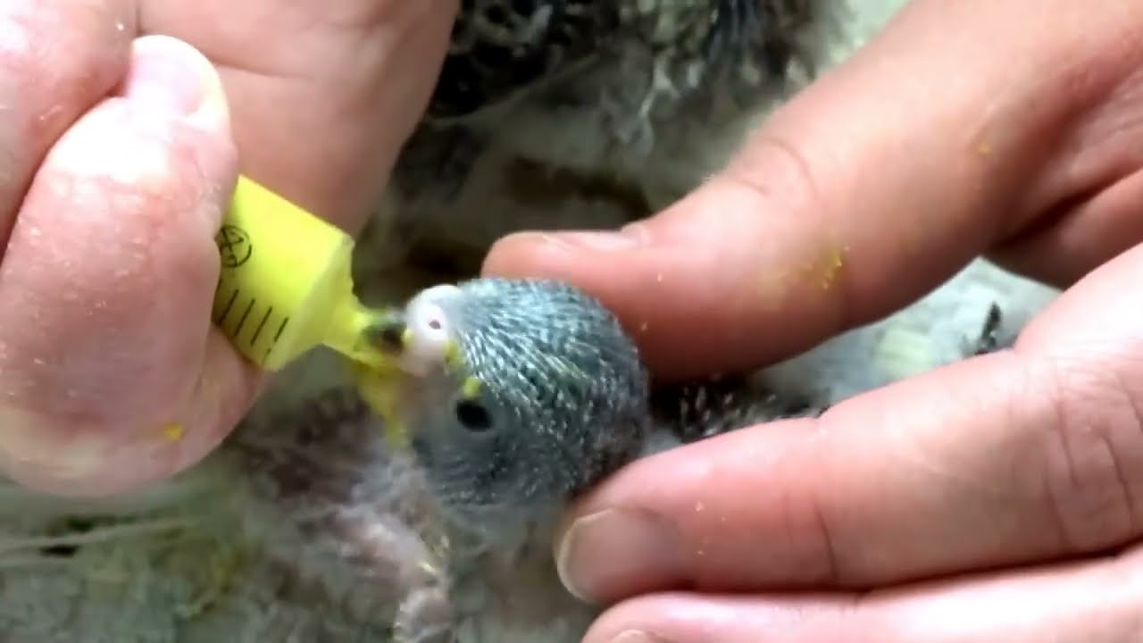 кормление птенцов волнистых попугаев (название корма в описании)