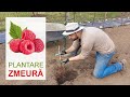 Plantare ZMEURĂ primăvara