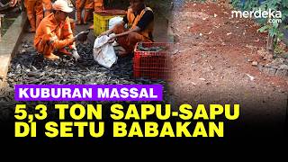 Penampakan Kuburan Massal 5,3 Ton Ikan Sapu-Sapu di Setu Babakan
