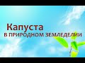 Природное земледелие - Капуста