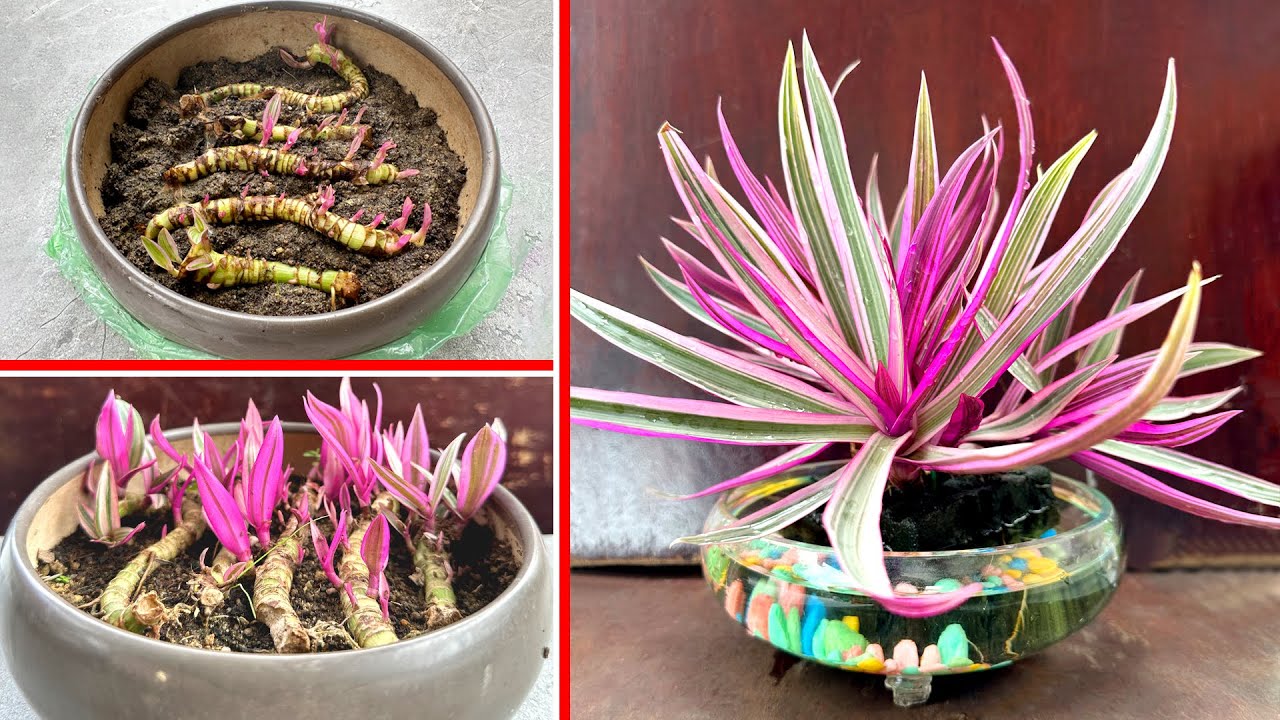 03 Tips Propagation "Blood Clams Tree" from Stems, Unexpected Results