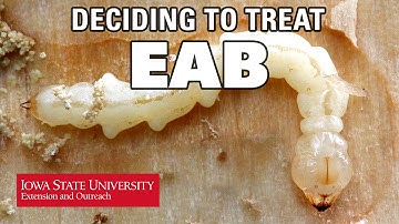 How to Decide to Treat for EAB