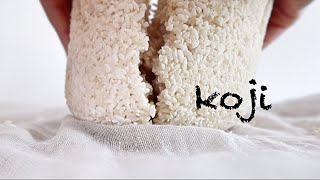 How to make rice Koji  米麴の作りかた（ヨーグルトメーカー）倍速再生推奨