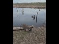 Canadian Goose~♡ #canadagoose #birdsoftheworld #birdsofontario