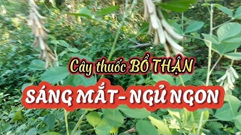 Cây thuốc bổ thận,ích tinh,sáng mắt,suy nhược thần kính mất ngủ,tiểu đục