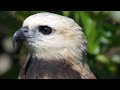 Black Collared Hawk Behavior and Diet