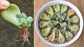 How to Propagate Succulents Cactus from Leaves | 100% Success