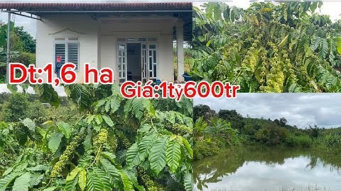 (đã bán)Bán lô đất đẹp rẻ:dt:1,6 ha phun cà phê ao riêng thân đất triền đẹp giá rẻ lh:0964175347