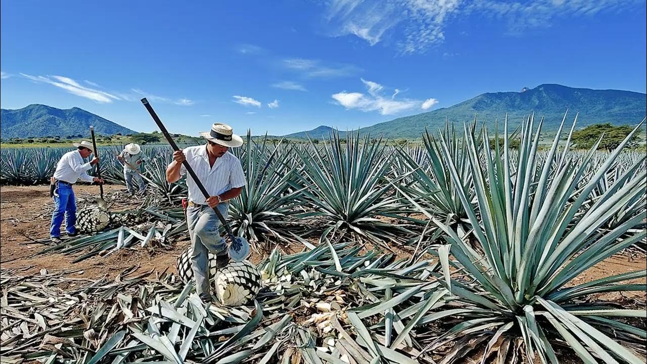 Текила agave