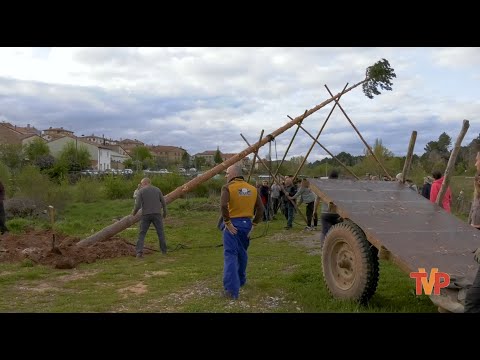 Pingada de mayo de Rabanera del Pinar 2024
