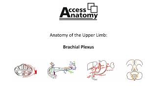 Anatomy of the Upper Limb 4 - Brachial Plexus